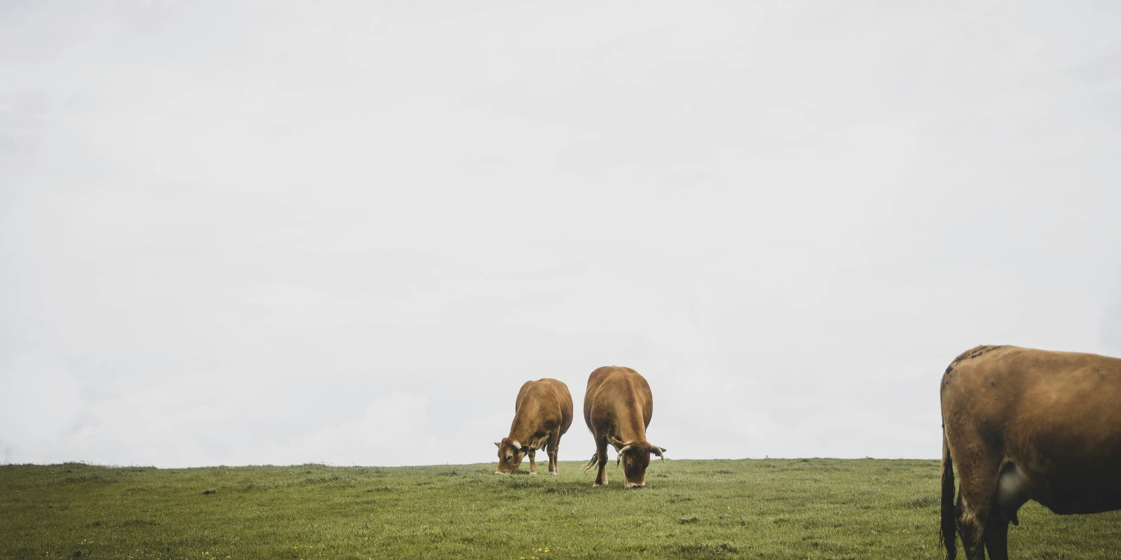 Sociologie des Mouvements Sociaux : Conflits et Mobilisations